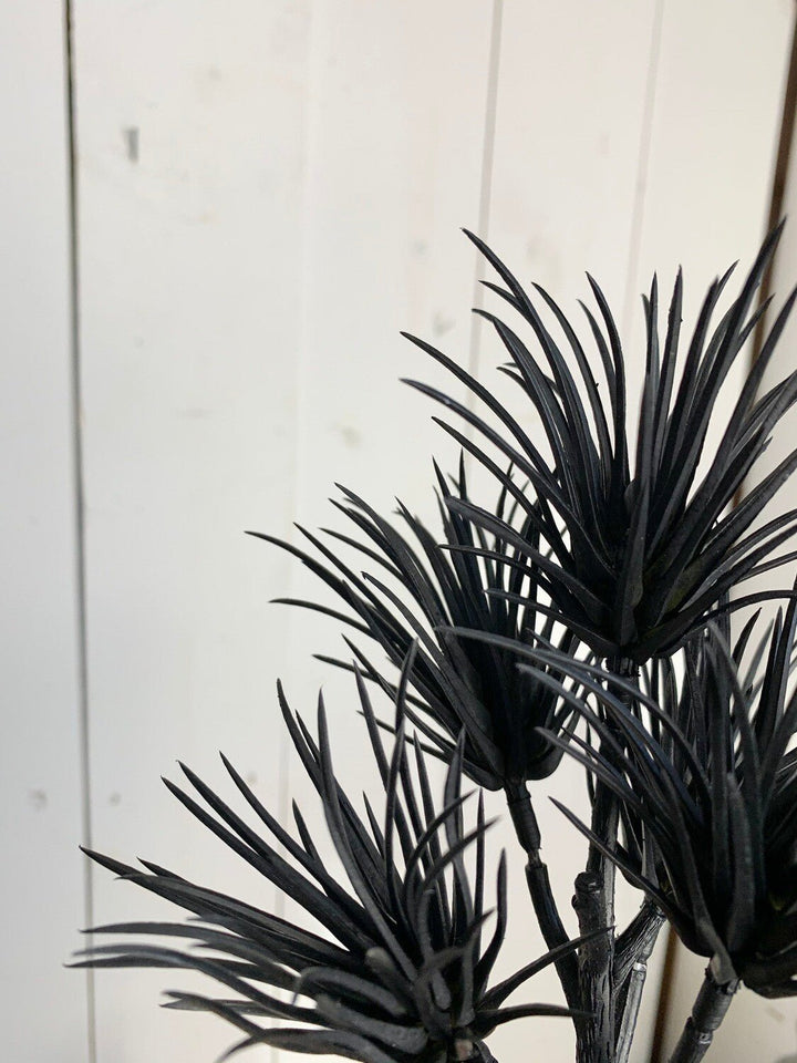 Black Succulent Spike Stem