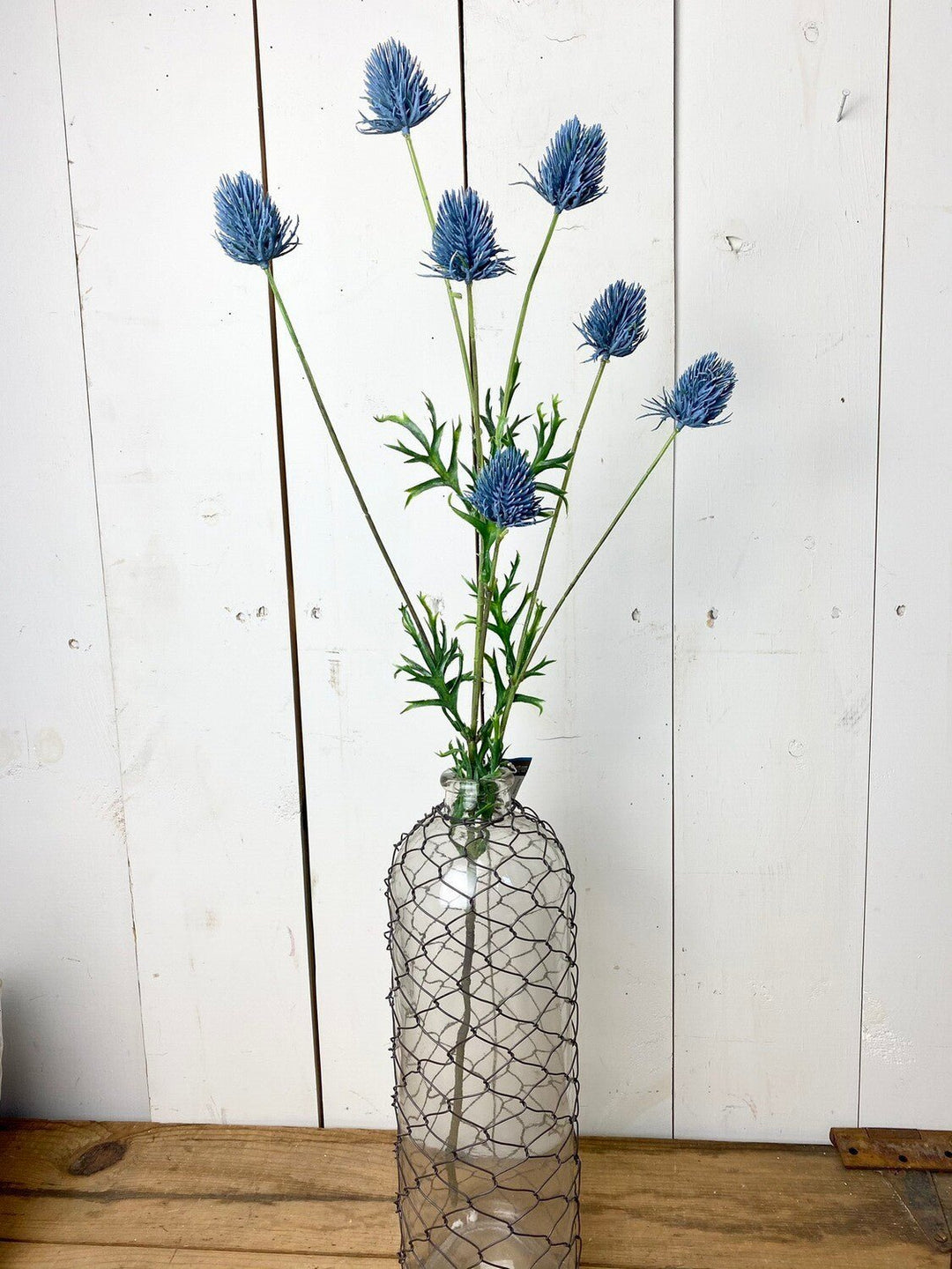 Blue Thistle Stem