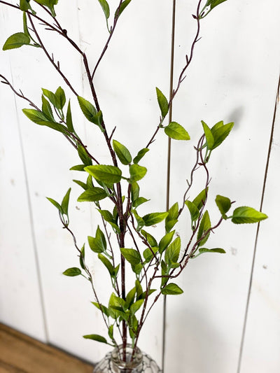 Green Leaf Foliage Stem