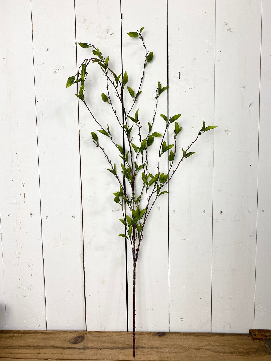 Green Leaf Foliage Stem