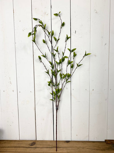 Green Leaf Foliage Stem