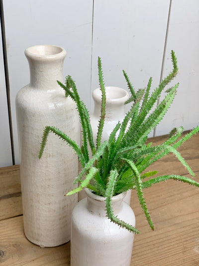 Seaweed Succulent Stem