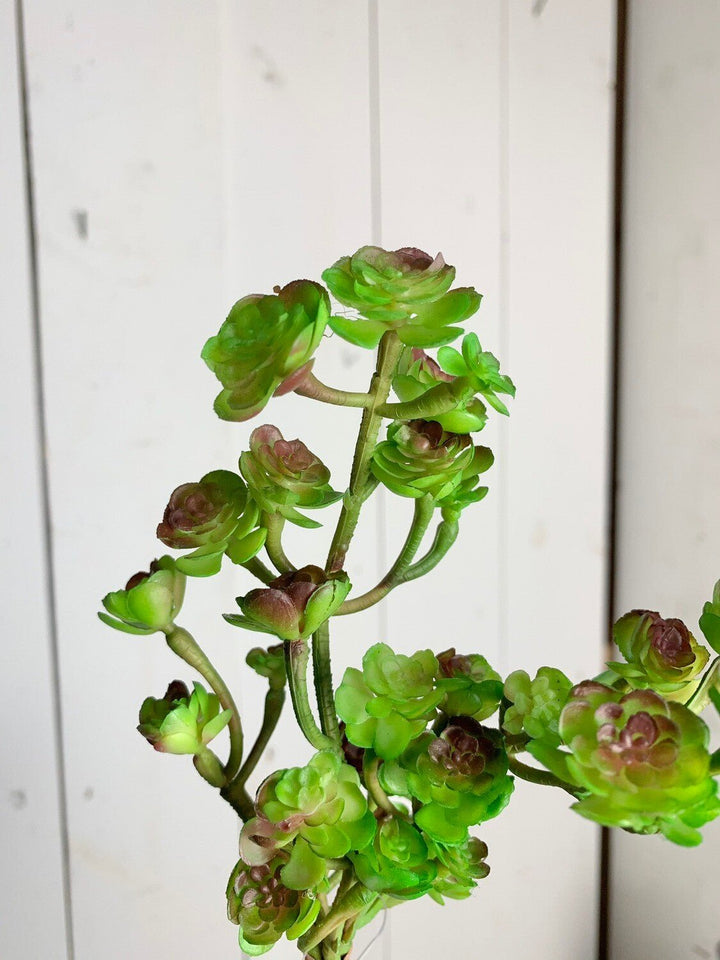 Green Rose Succulent Stem