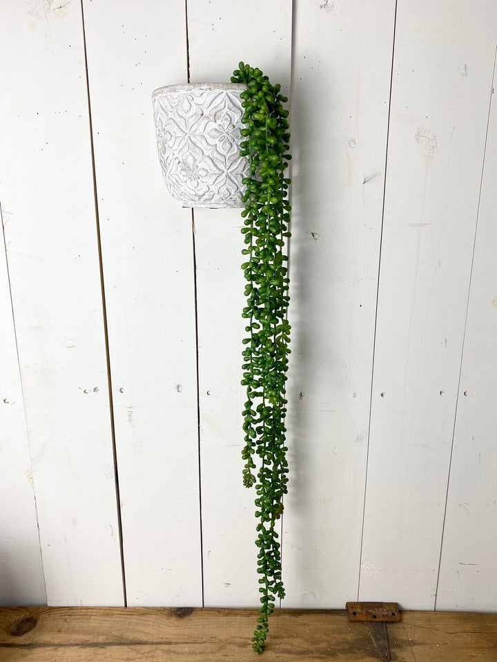 Long Hanging Succulent