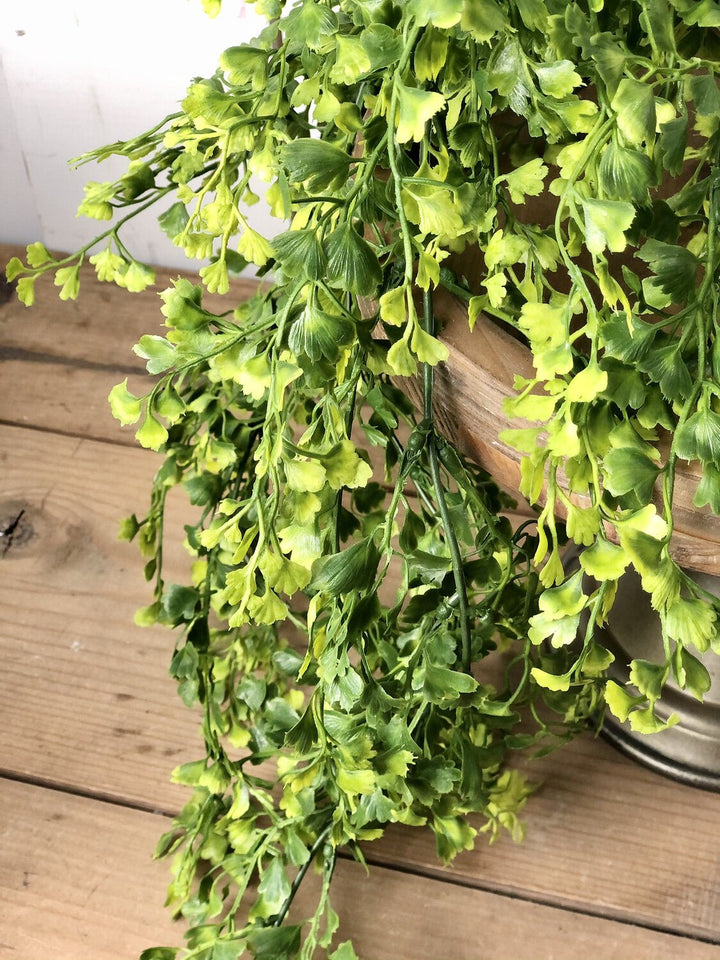 Maidenhair Fern Vine