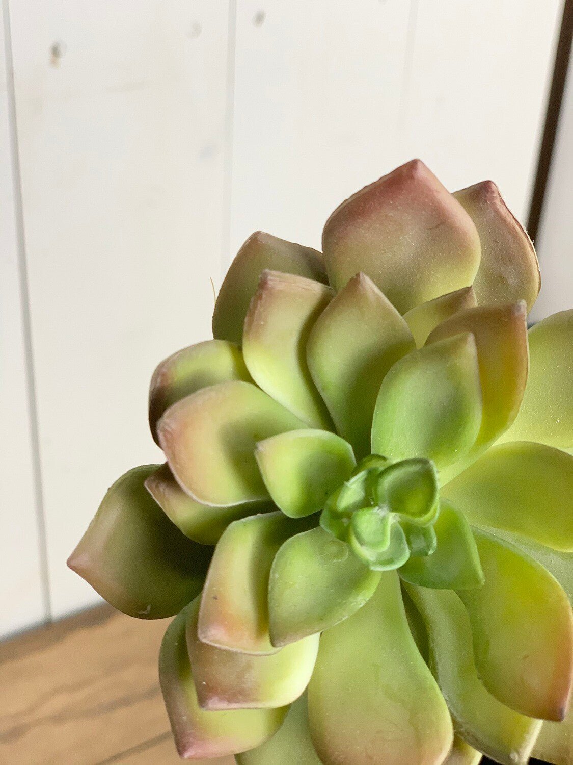 Green with Colored Tips Echeveria Succulent Stem