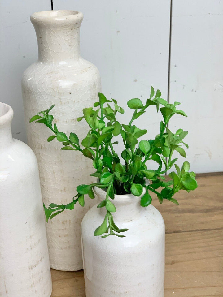 Baby Jade Succulent Stem
