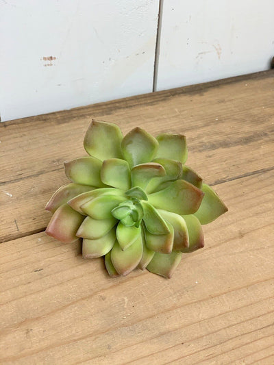 Green with Colored Tips Echeveria Succulent Stem