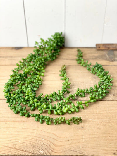 Long Hanging Succulent