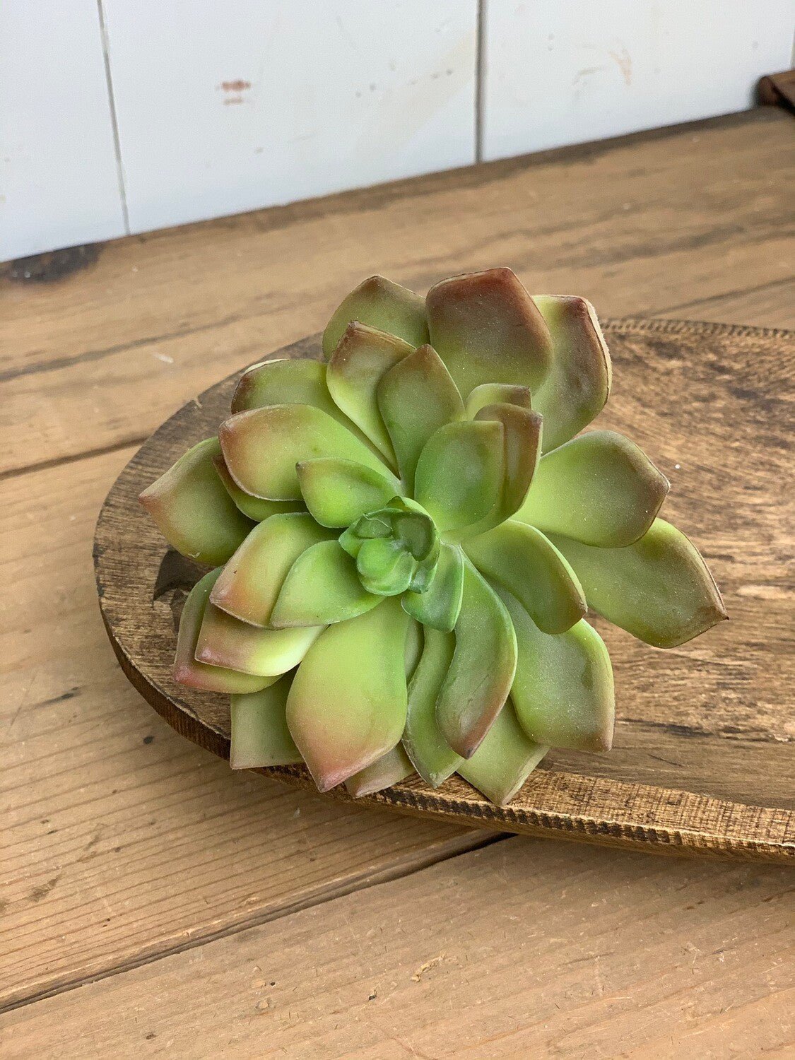 Green with Colored Tips Echeveria Succulent Stem