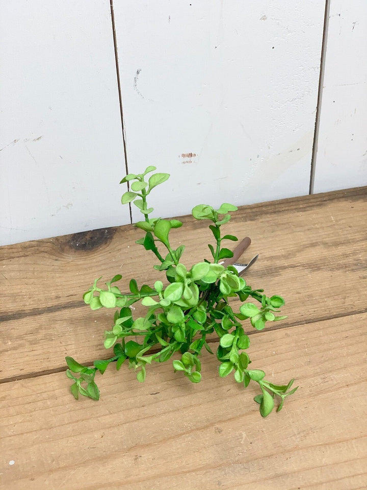 Baby Jade Succulent Stem