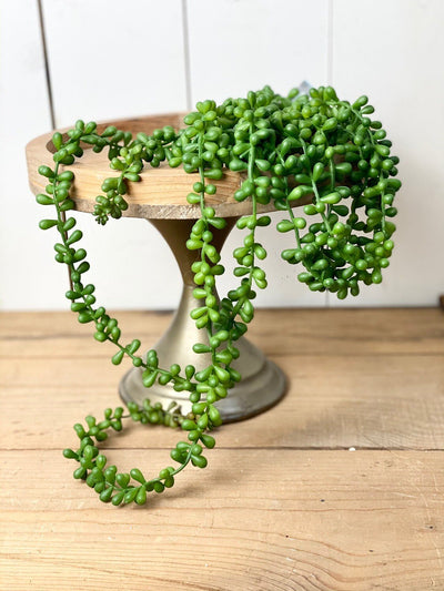 Long Hanging Succulent