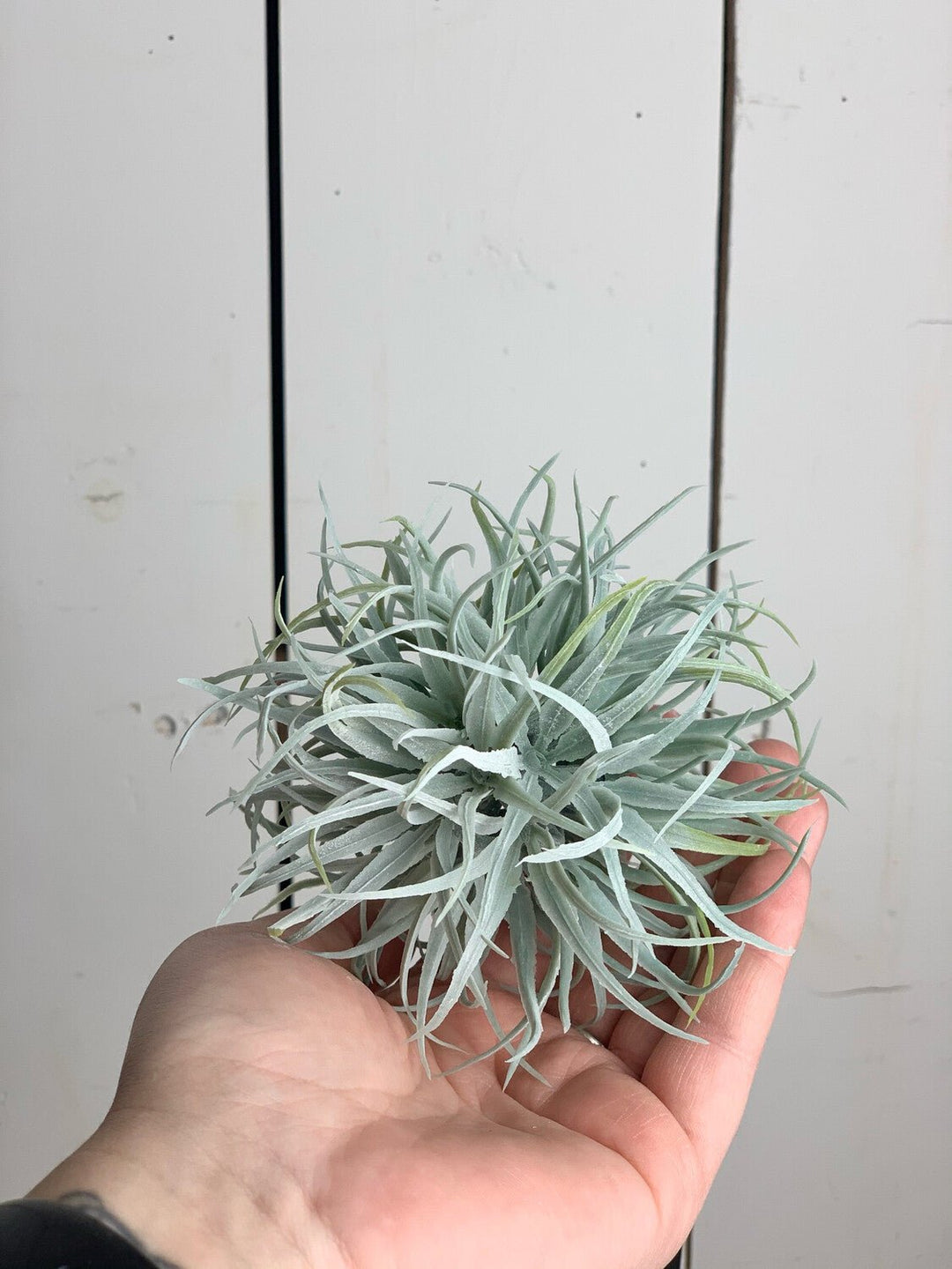 air plant orb Air Plant Orbs – Prairie in Bloom