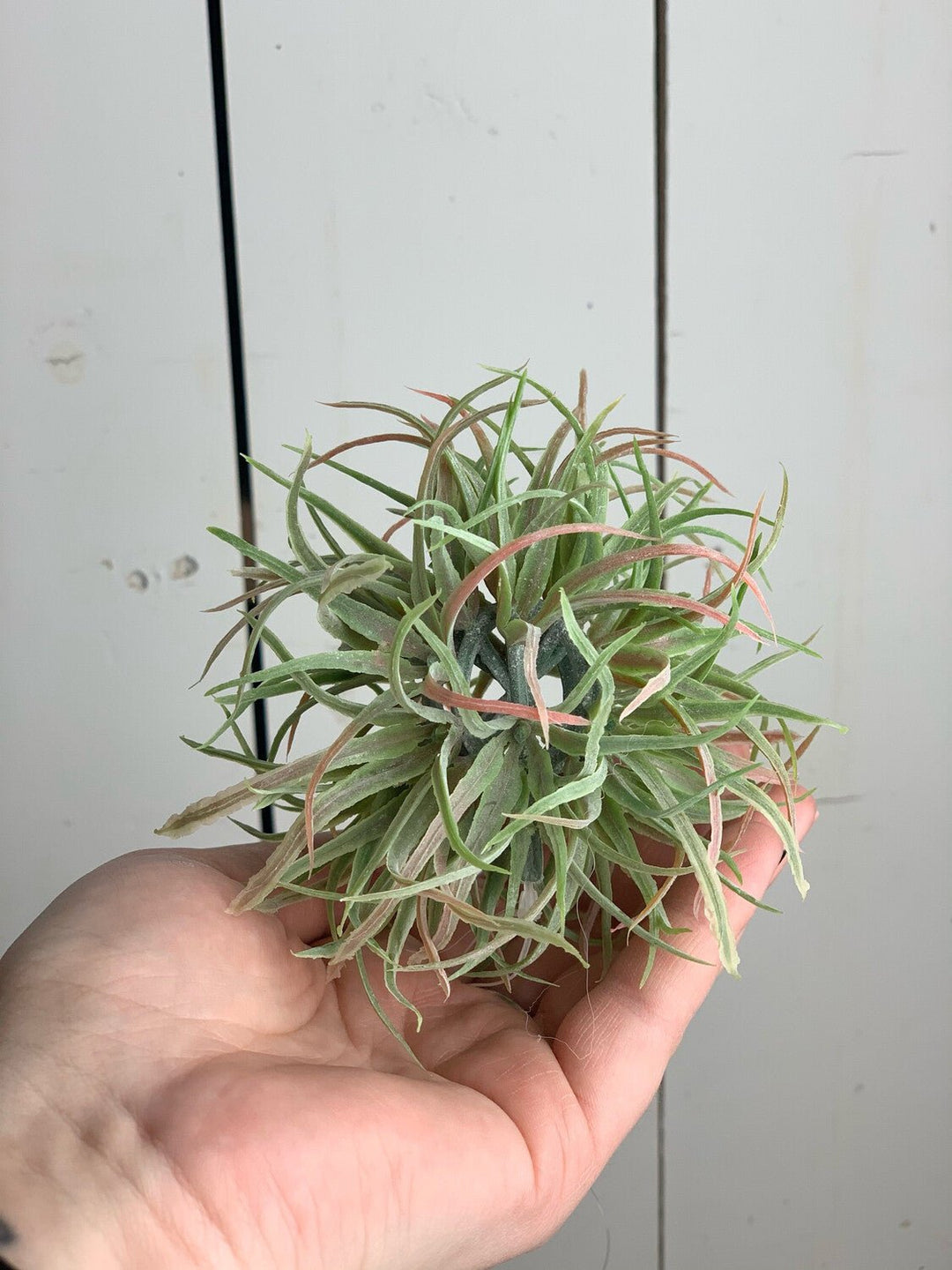 air plant orb Air Plant Orbs