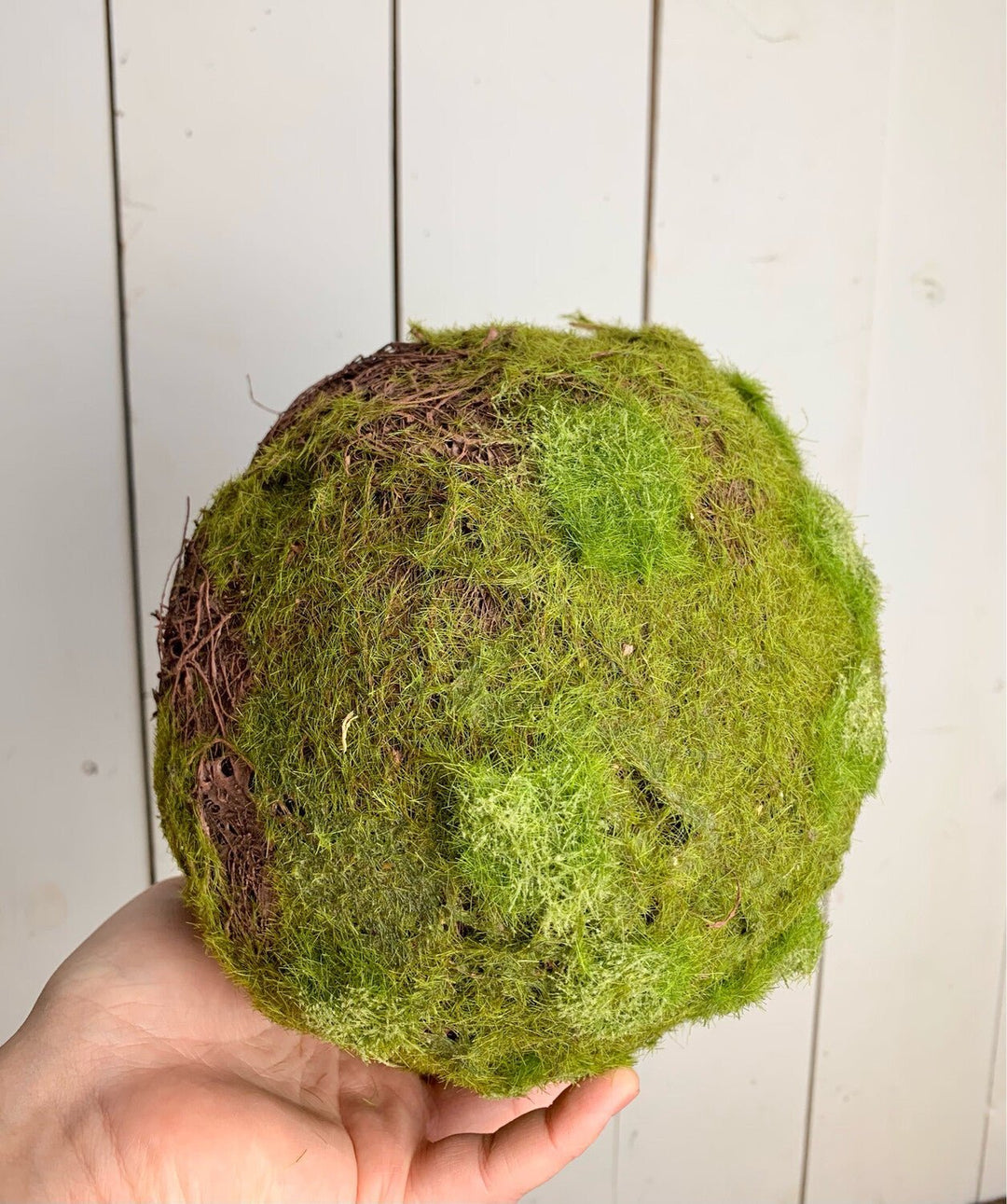 Moss Balls