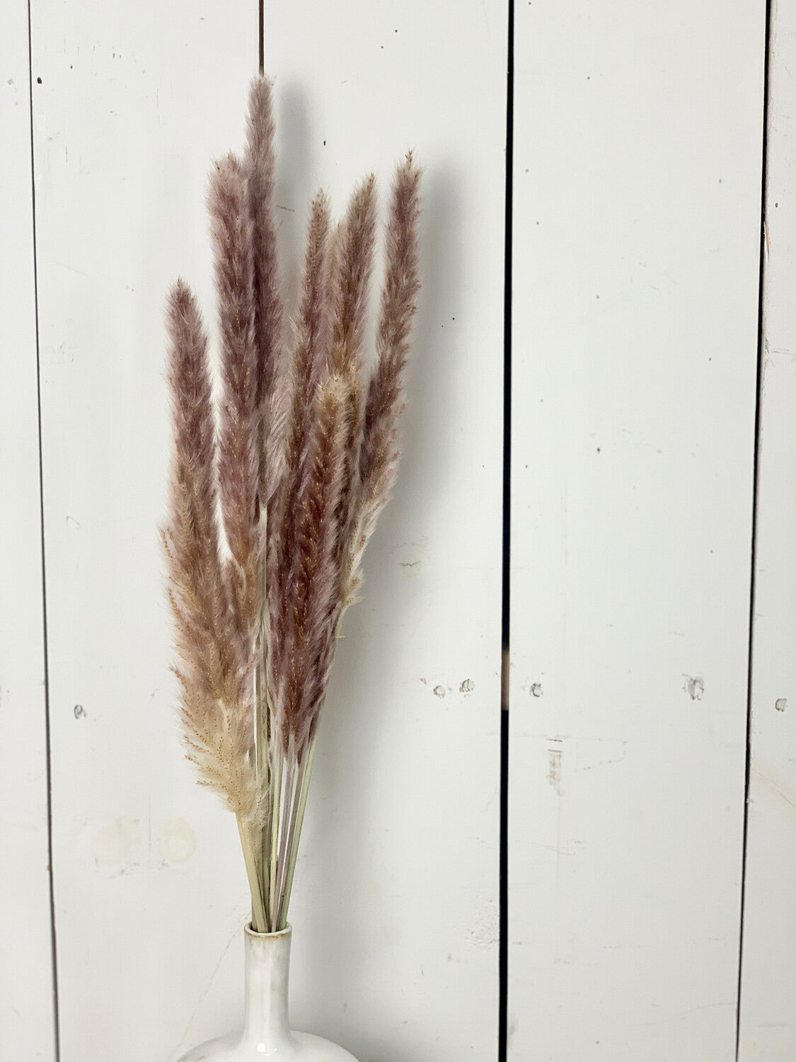 Dried Natural Pampas Grass Bundle - Purple