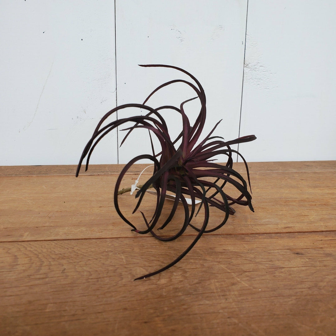 Air Plant, Red