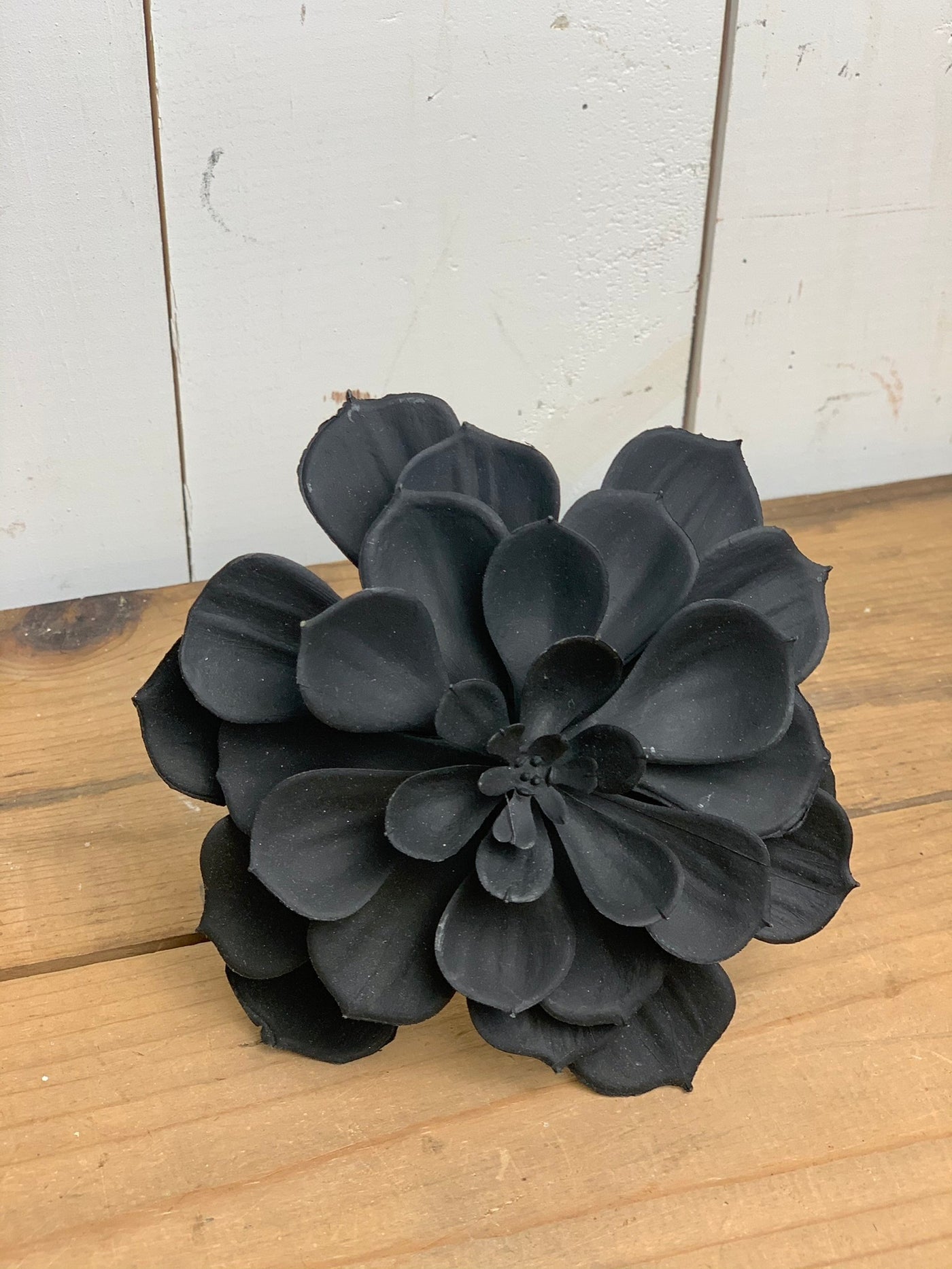 Black Echeveria Succulent