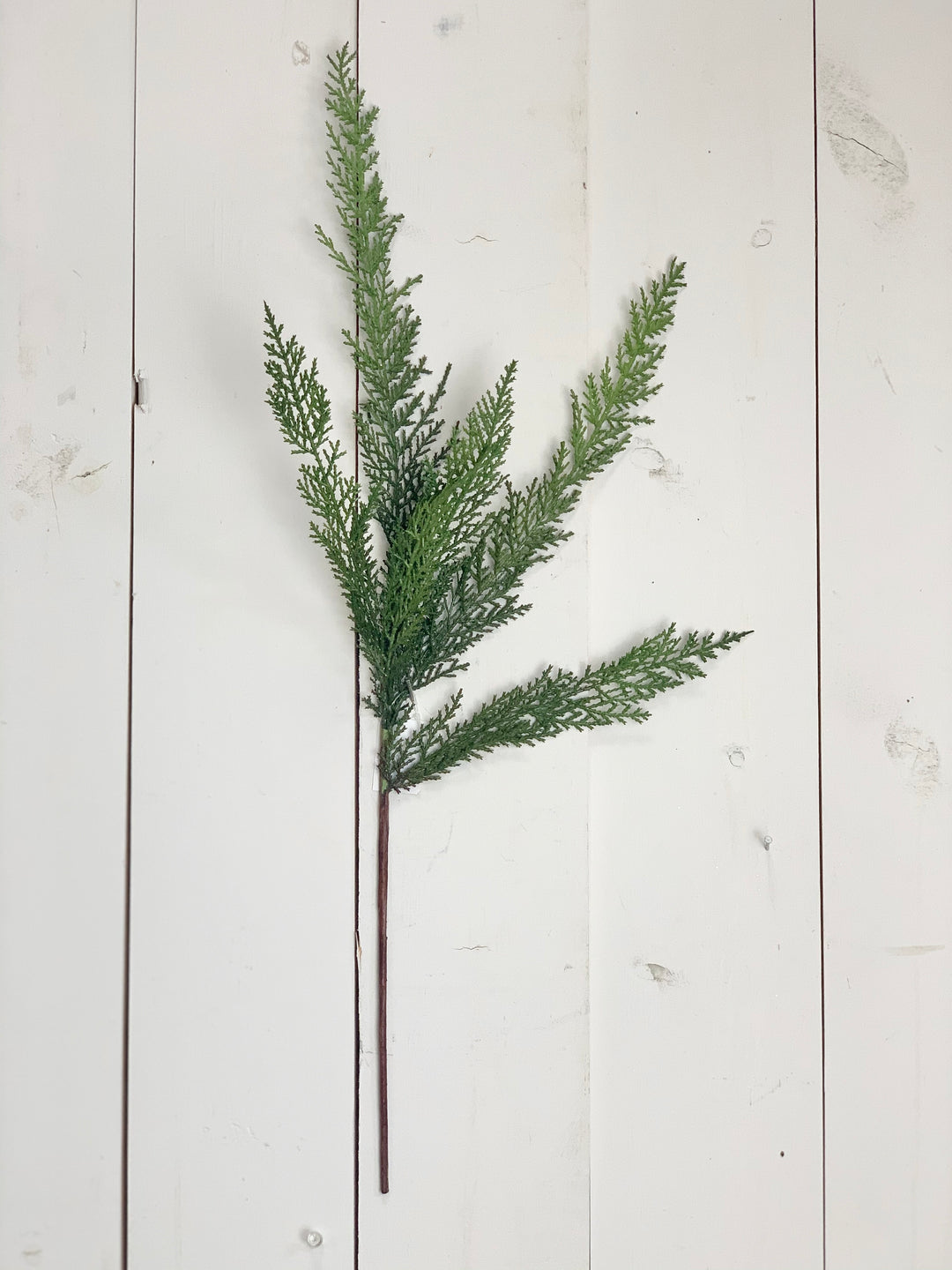 Cypress Stem