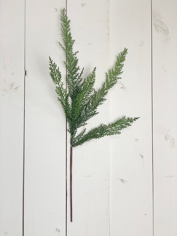Cypress Stem