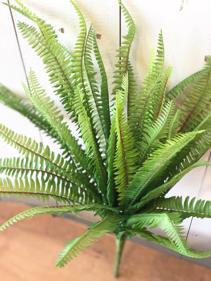 Fern Bush