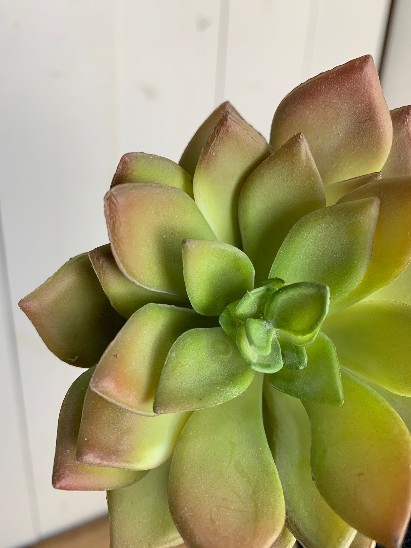 Green with Colored Tips Echeveria Succulent Stem