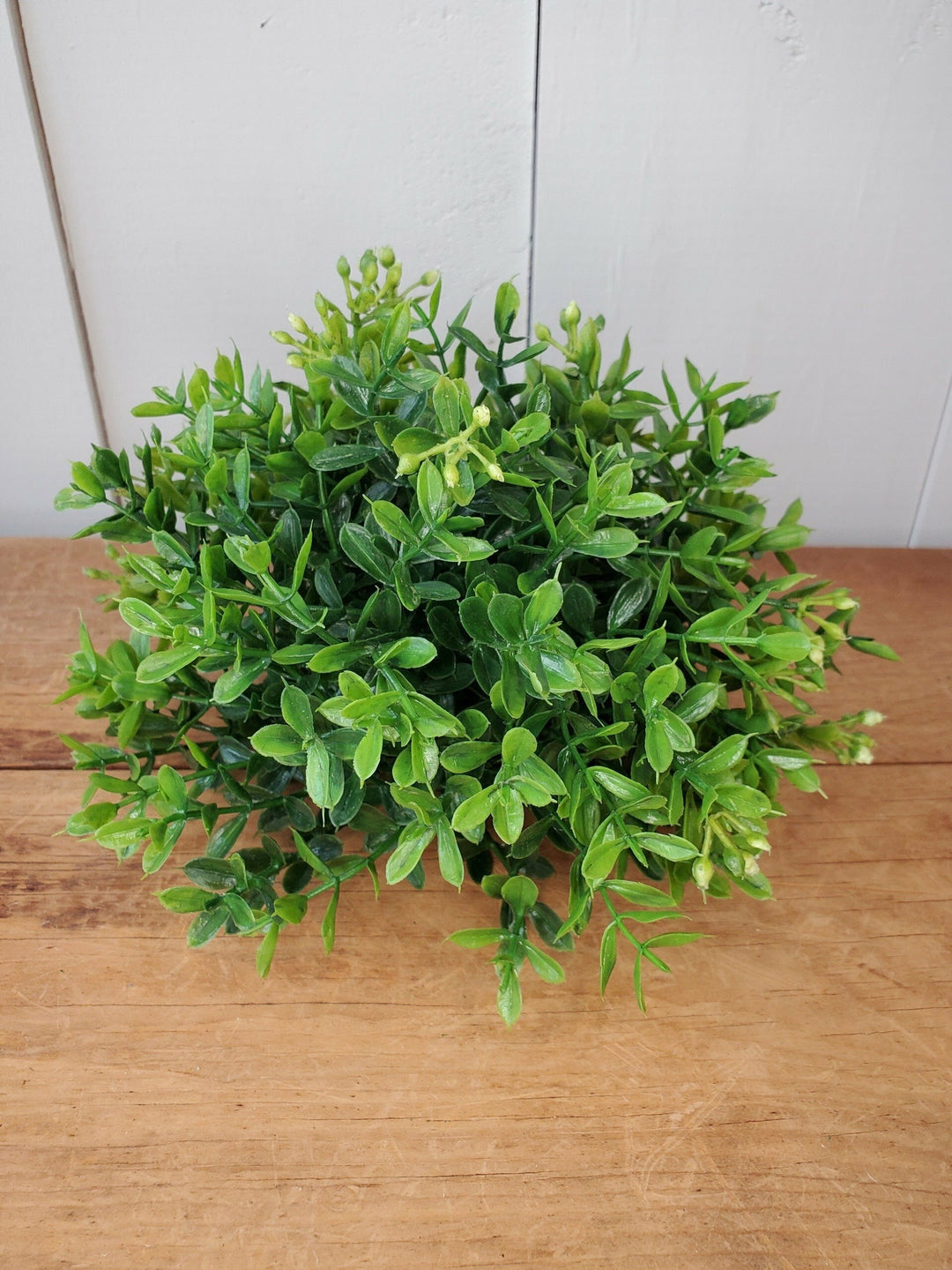 Half Orb - Mini Boxwood
