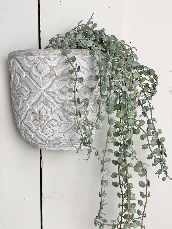 Hanging Succulents