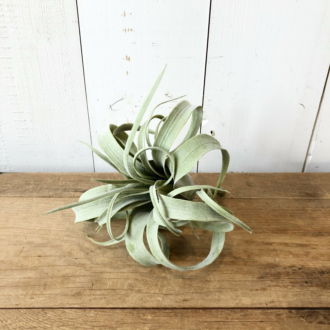 Light Green Air Plant