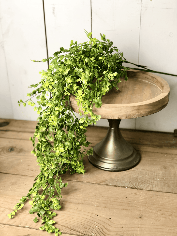 Maidenhair Fern Vine