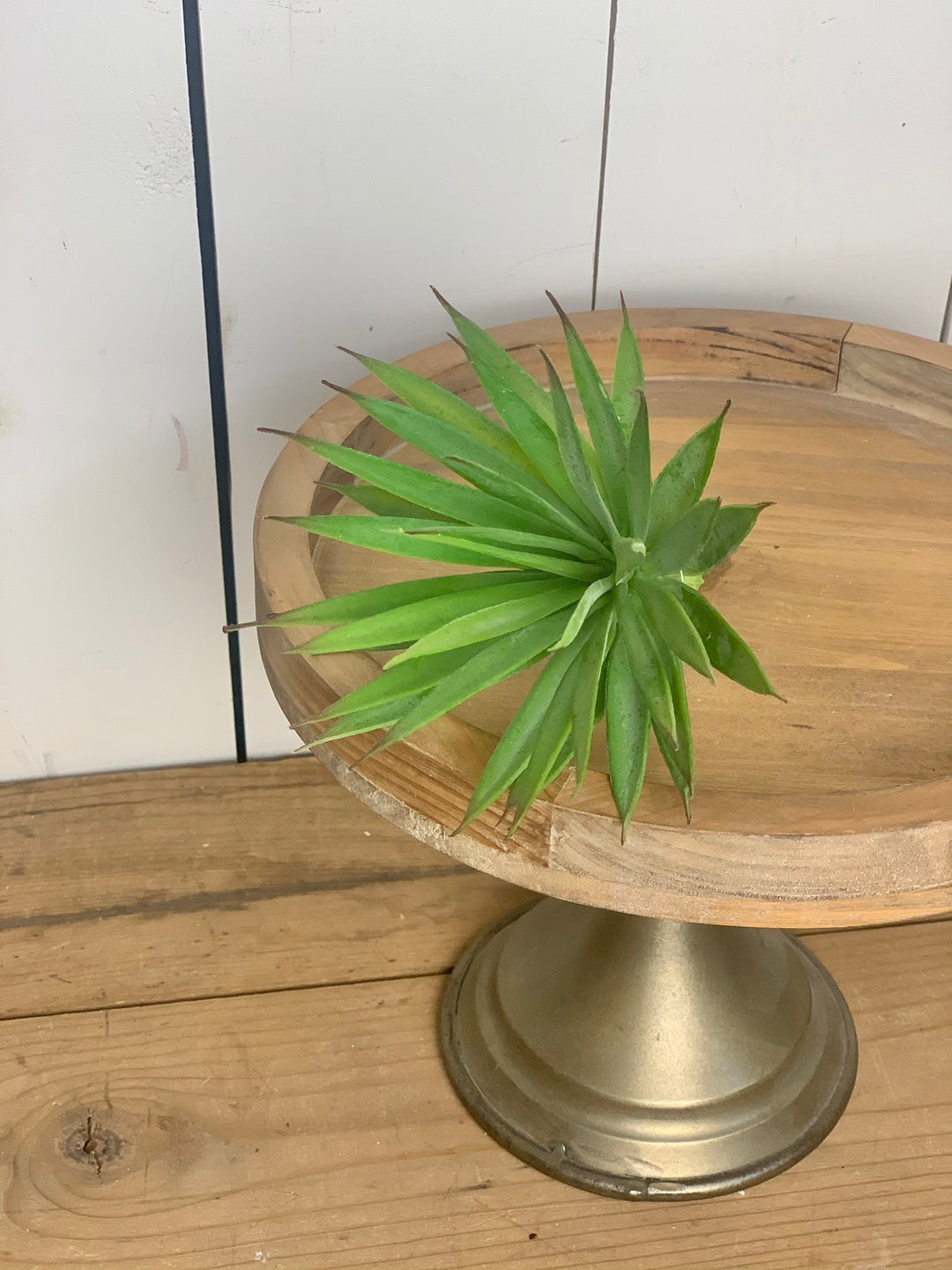 succulent stalk Marginata Succulent Stem – Prairie in Bloom