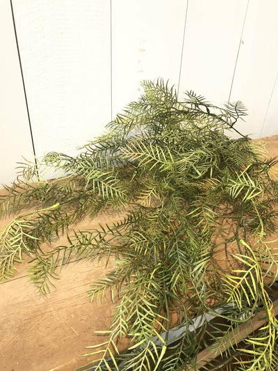Pepper Fern Vine