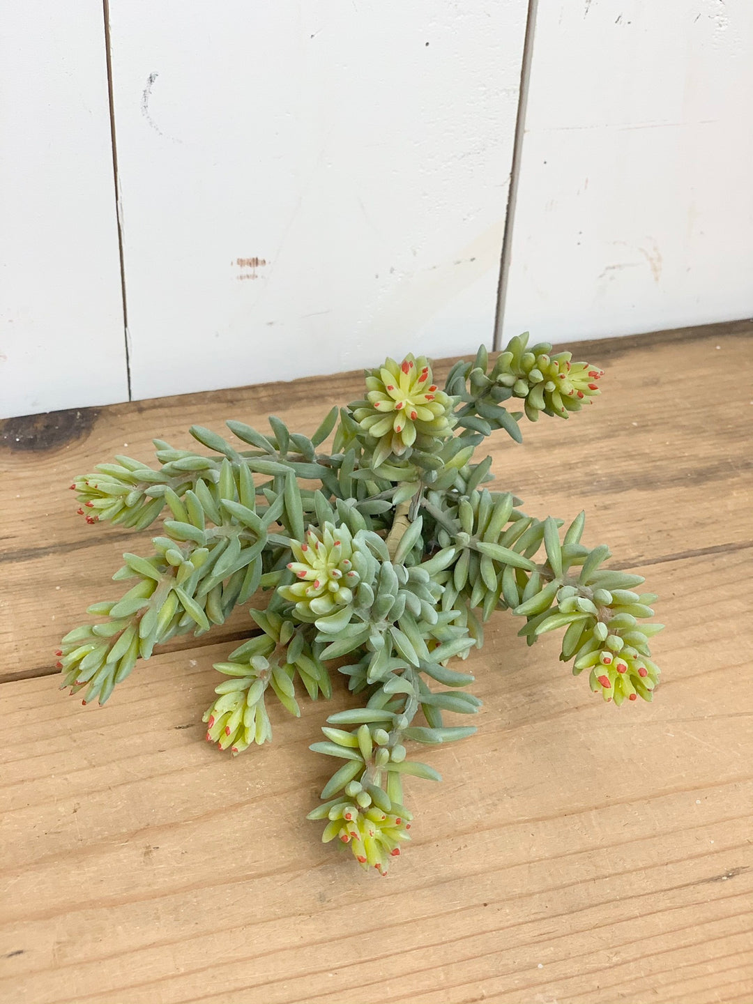 Sedum Succulent Stem