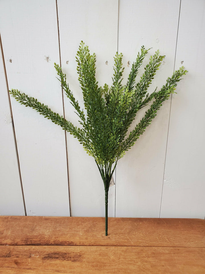 Seed Grass