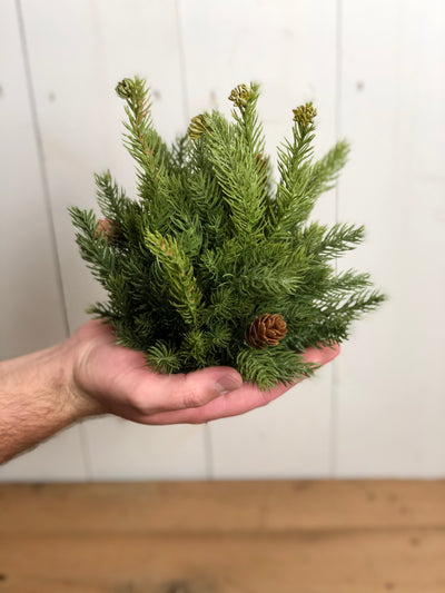 Spruce with Pine Cones Half Orb
