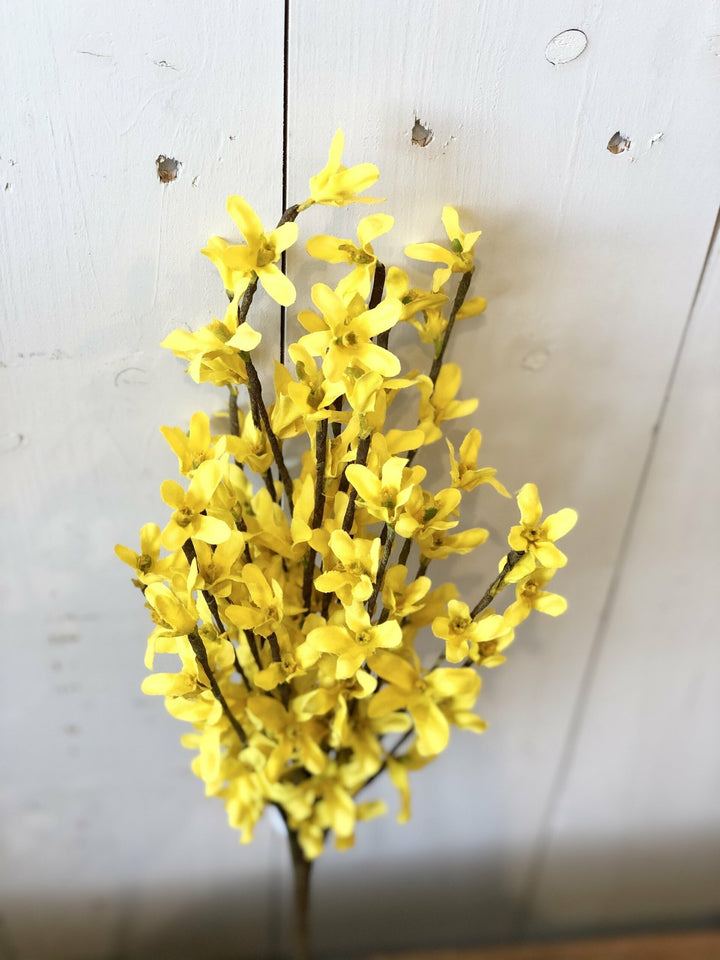 Yellow Forsythia Bush