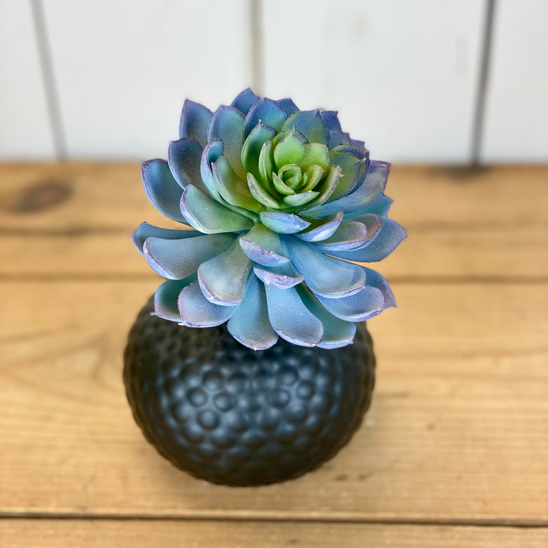 galaxy blue succulent Blue Succulent – Prairie in Bloom