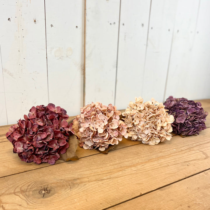 Hydrangea Stems