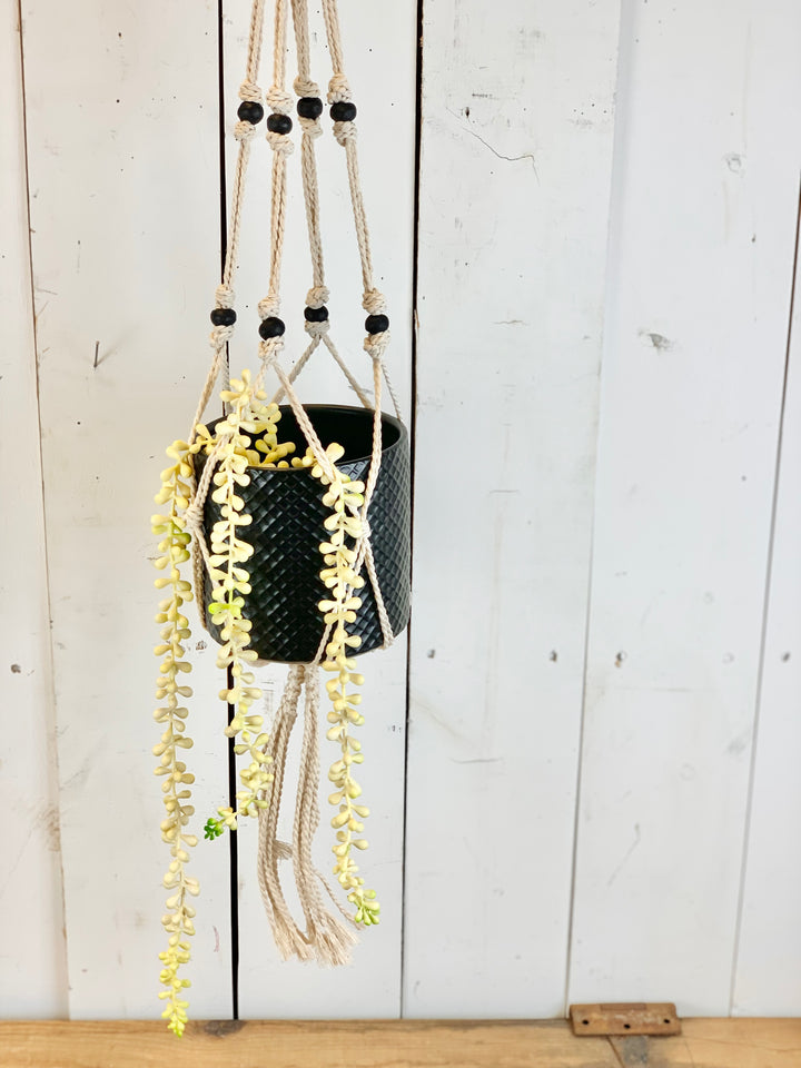 Hanging Succulent