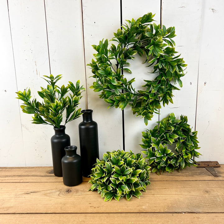 Privet Collection