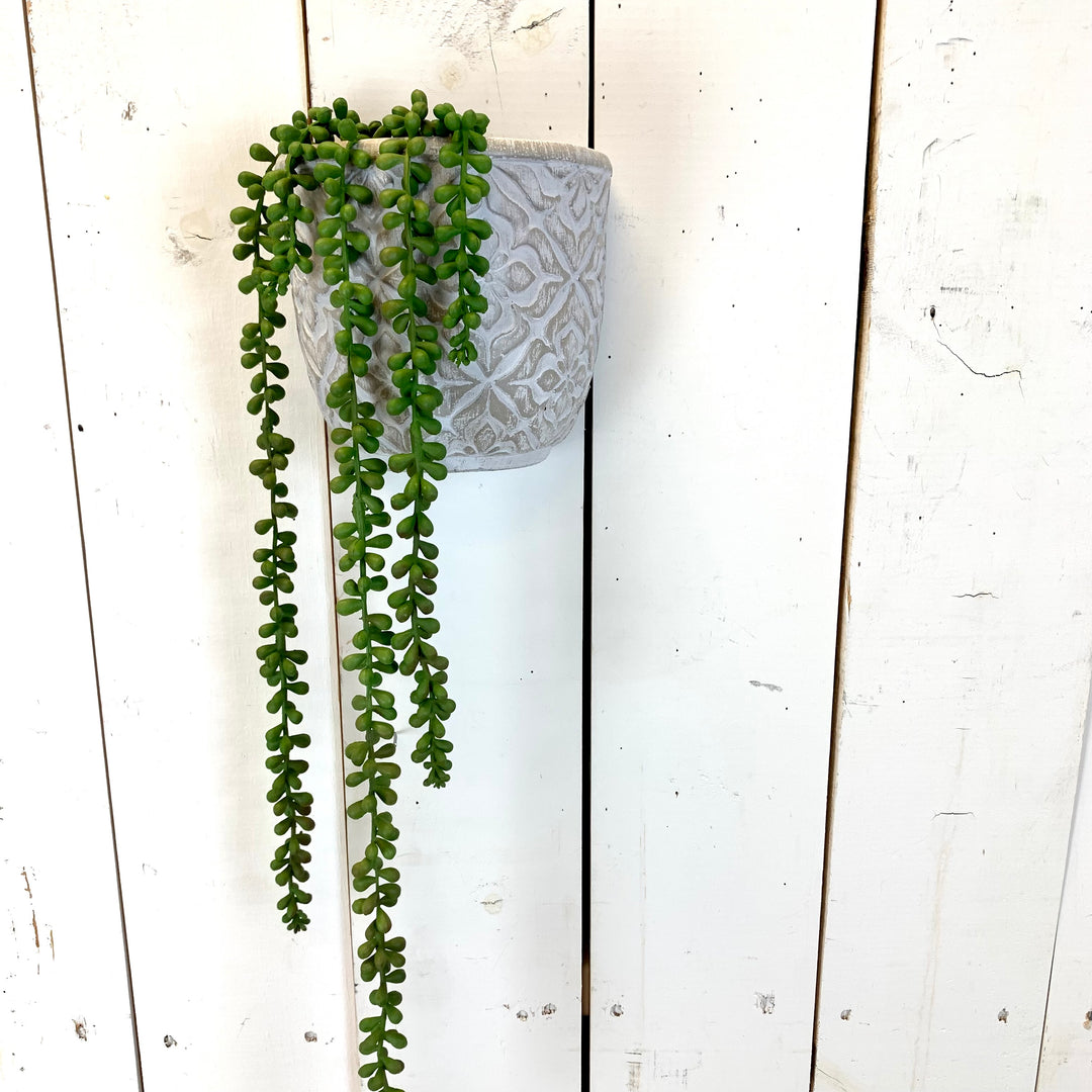Long Hanging Succulent
