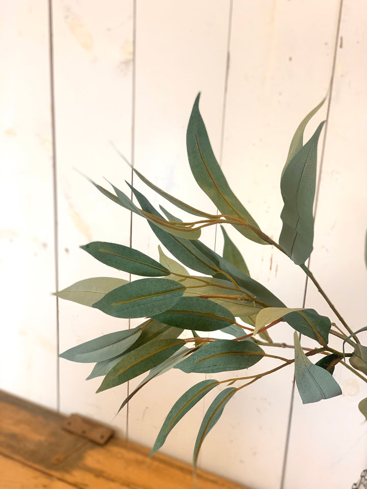 Needle Leaf Eucalyptus Stem