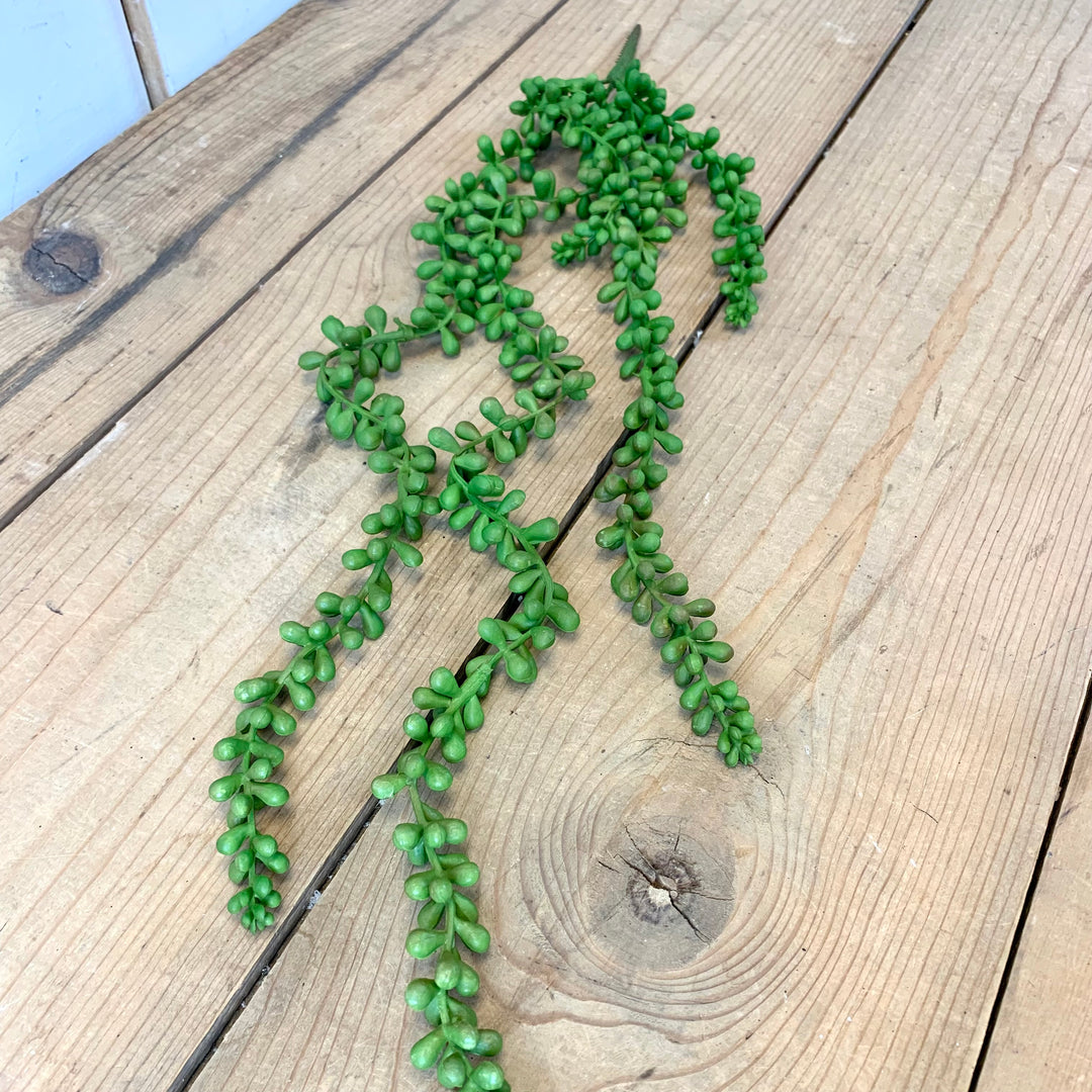 long hanging succulent plant Long Hanging Succulent – Prairie in Bloom