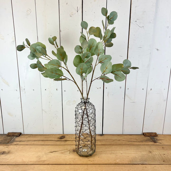 Eucalyptus Stem