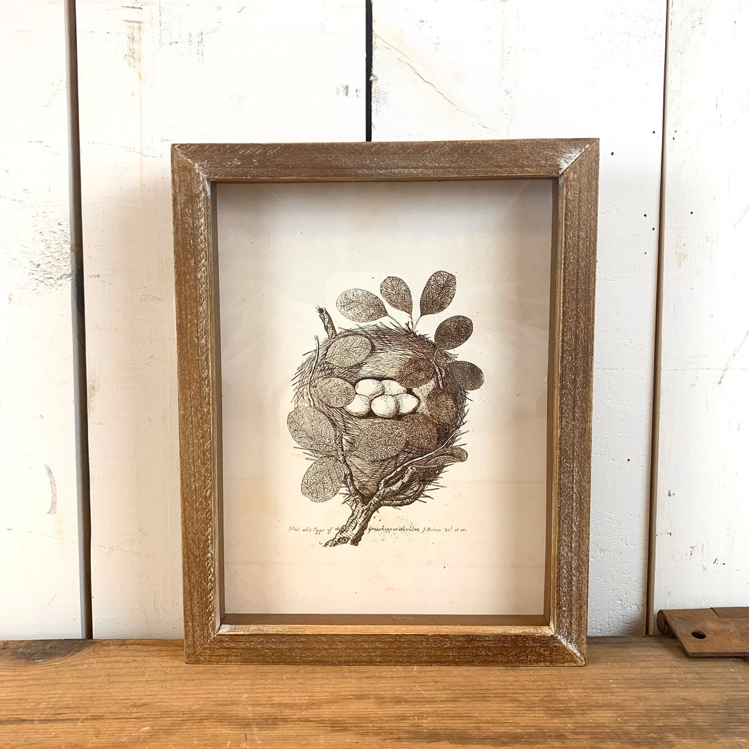 Framed Bird Nest Prints - Four Styles