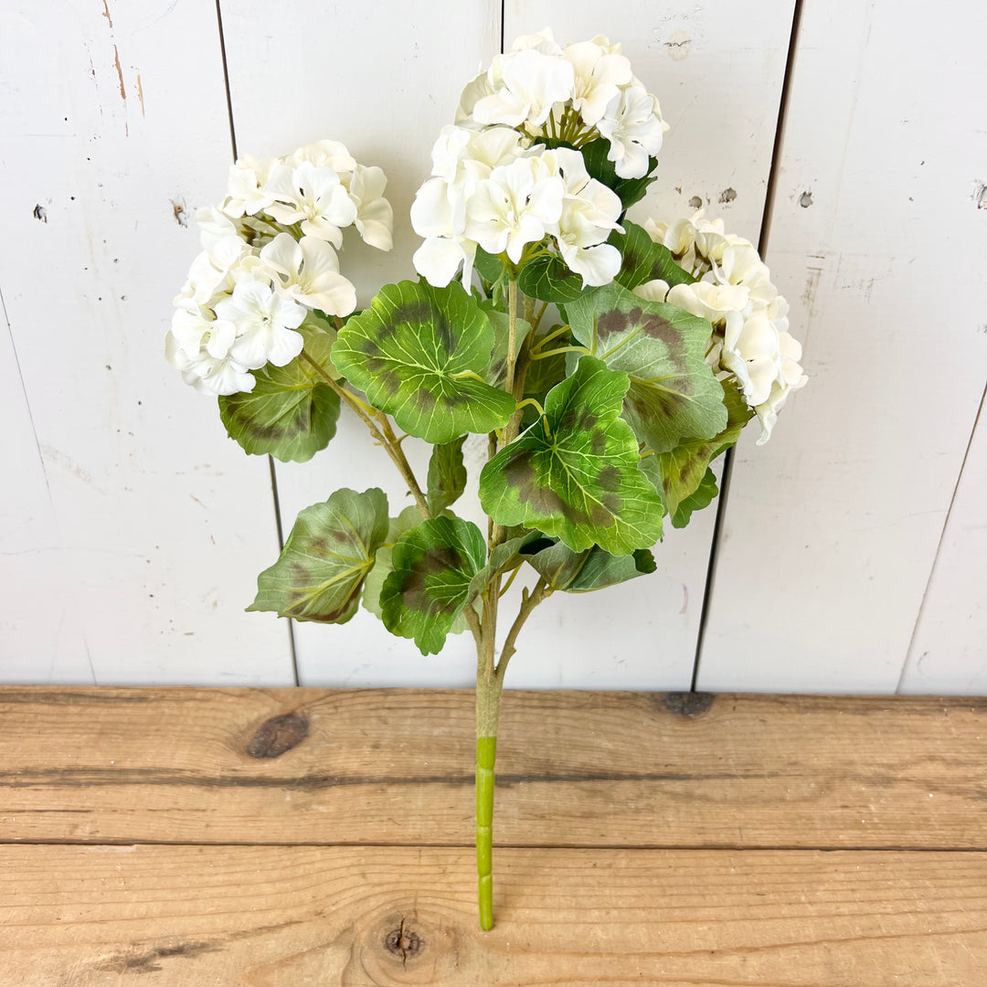 Geranium Bush