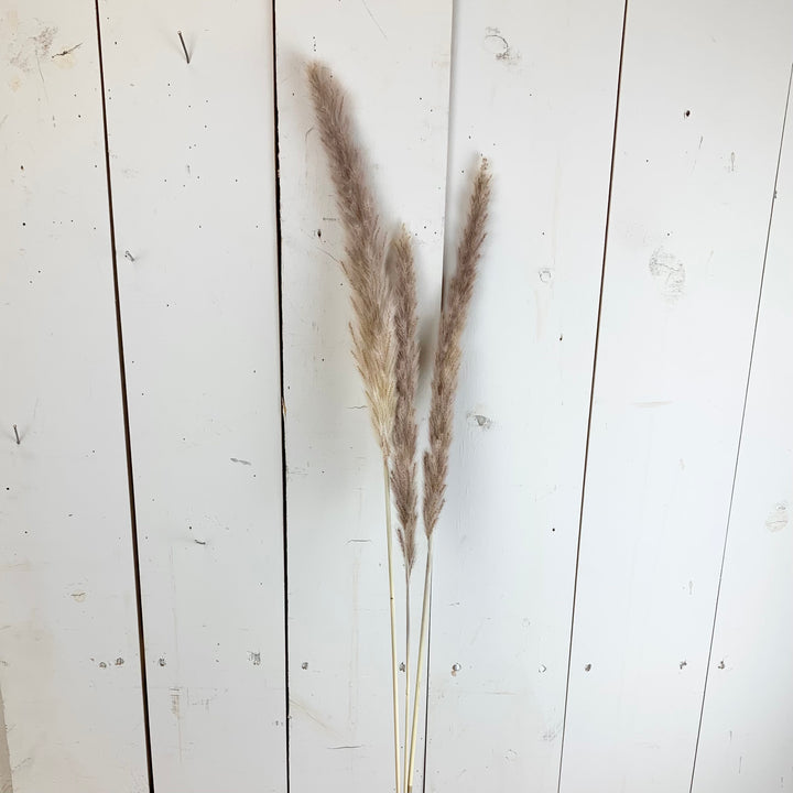Faux Dried Sepia Reed Bundle