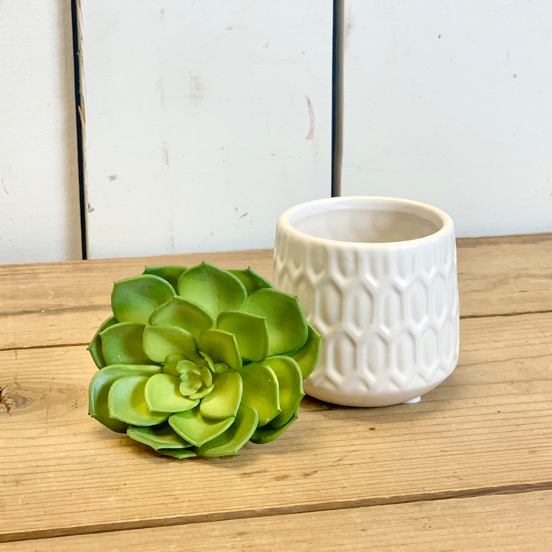 Succulent