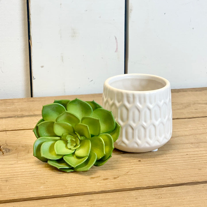 Succulent