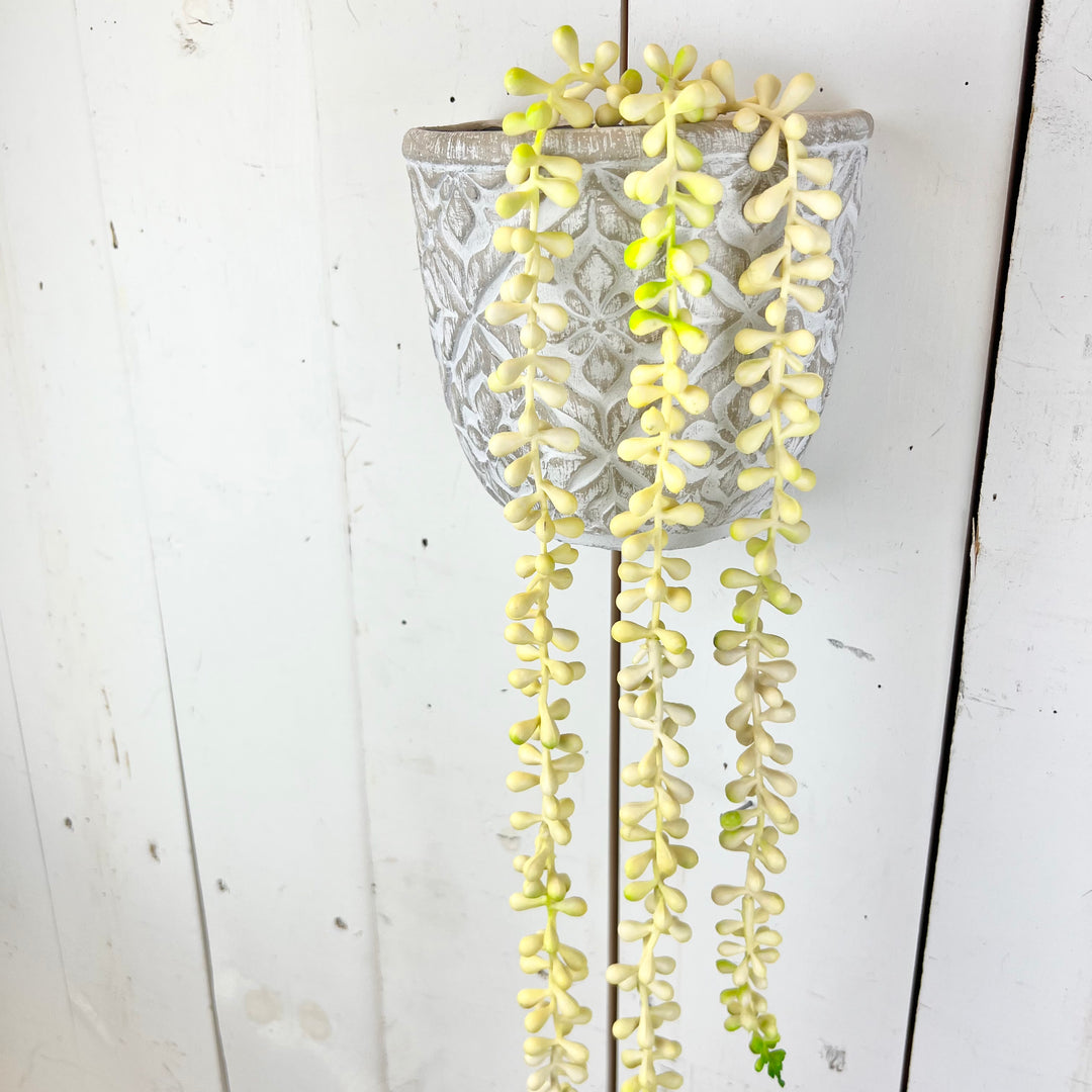 Hanging Succulent